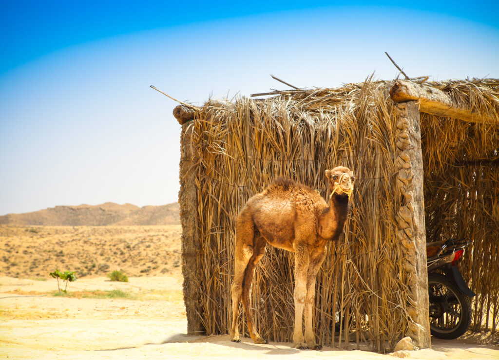 Baby arabian camel jaisalmer