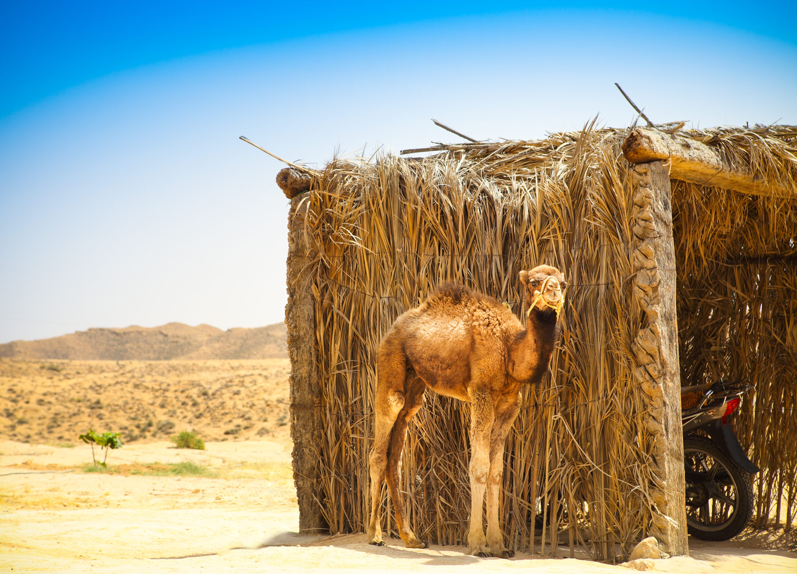 Baby arabian camel jaisalmer